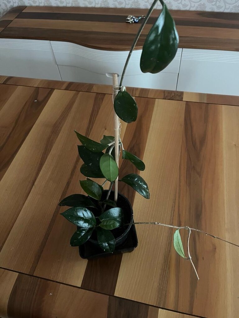 MUM ÇİÇEĞİ - 2