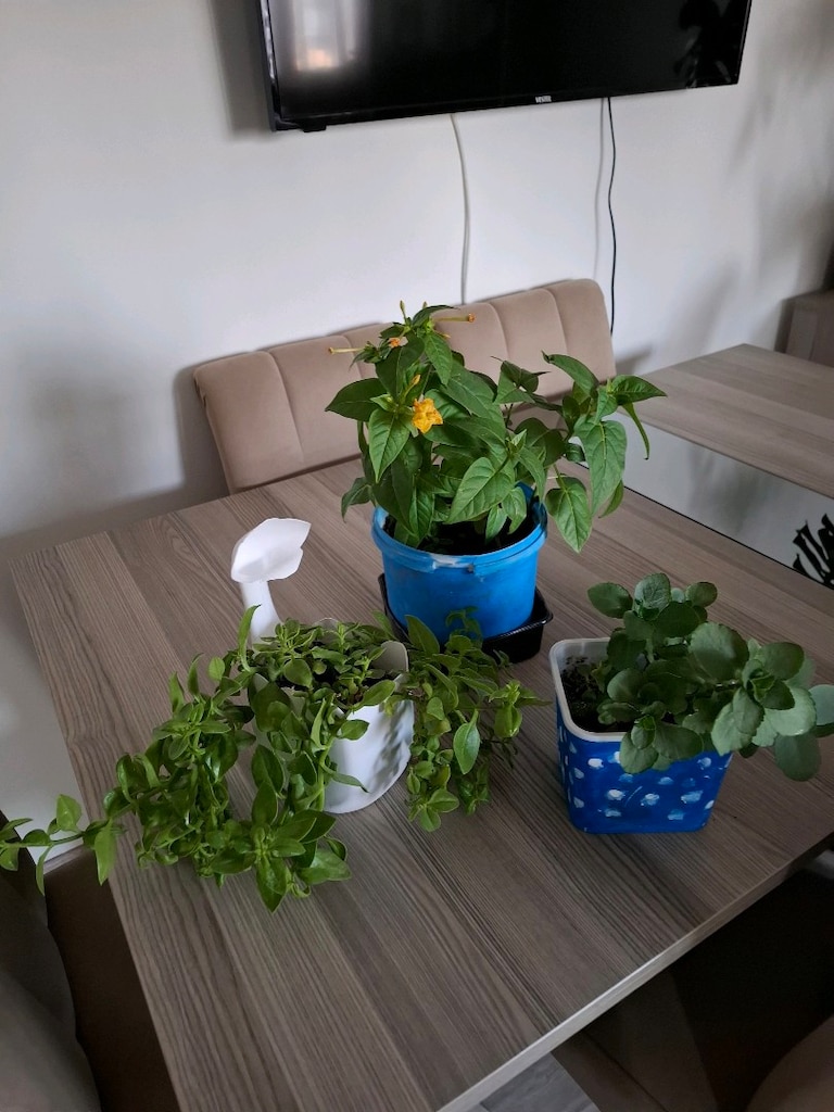 canlı çiçekler ( hepsi 350₺) - 12