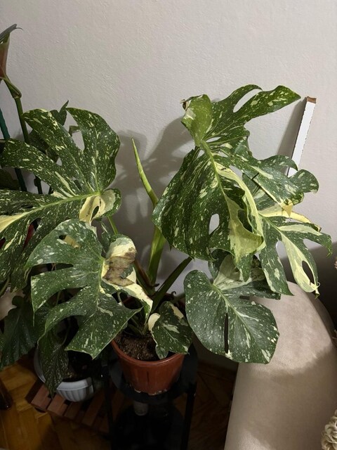 Monstera (Devetabanı) Thai