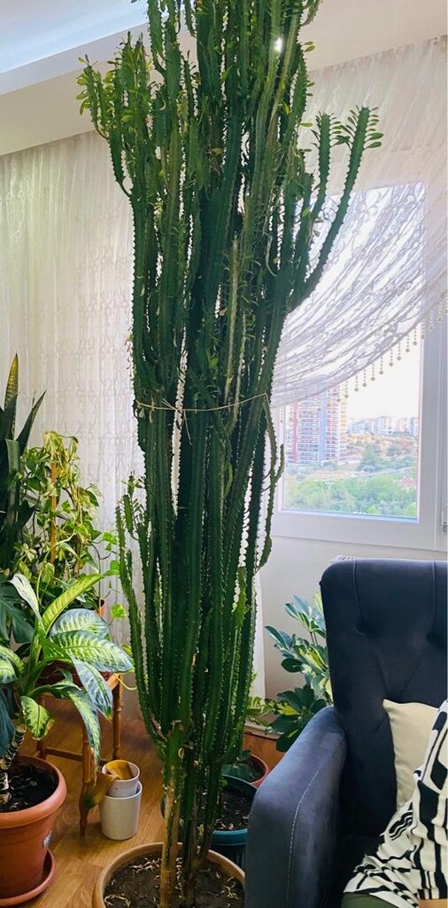 Afrika süt ağacı (euphorbia trigona) - 2