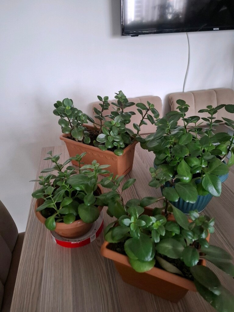 kalanşo çiçekleri ( Tanesi 250₺) - 2