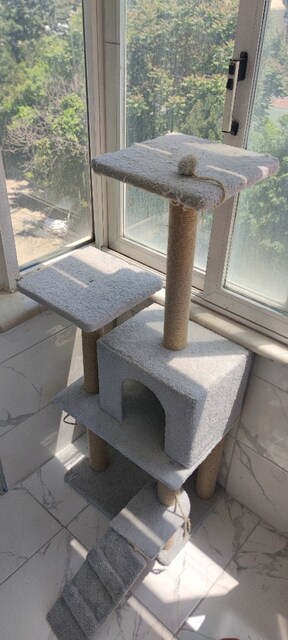 Kedi Evi