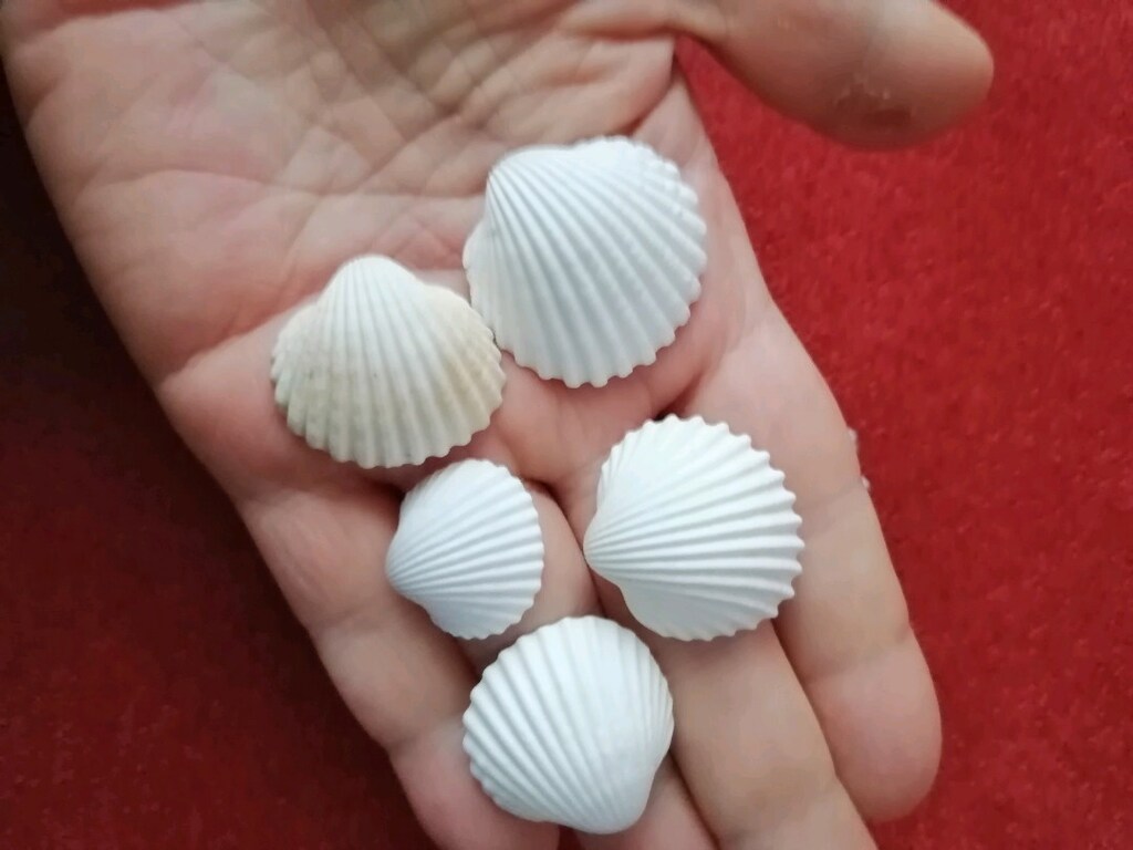 Deniz kabuğu seti (8)