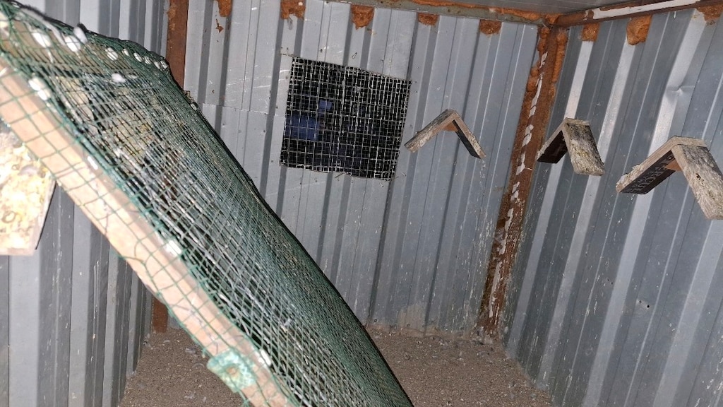 çok amaçlı hayvan barınağı - 4