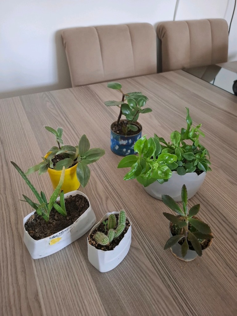 Hepsi 100₺ 6 adet canlı çiçek - 14