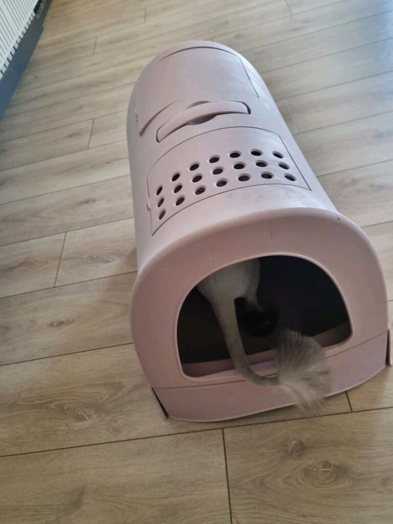 Kedi Tuvaleti veya Kedi kumu kabı - 2