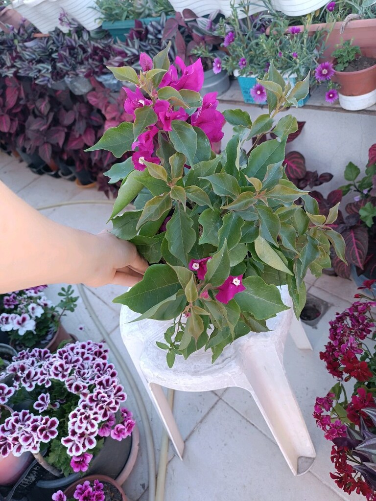 begonvil çiçeği - 2
