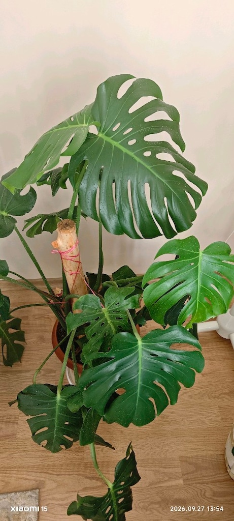 monstera deve tabanı yetişkin 50cm yaprak boy - 6