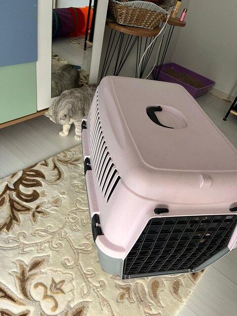 Kedi taşıma çantası
