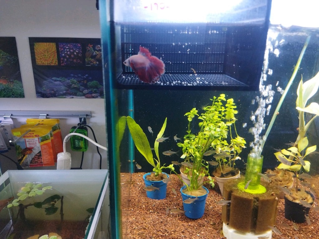 3D Balık ayırma sepeti ... Salınım yapmaz kaliteli malzeme ... - 5