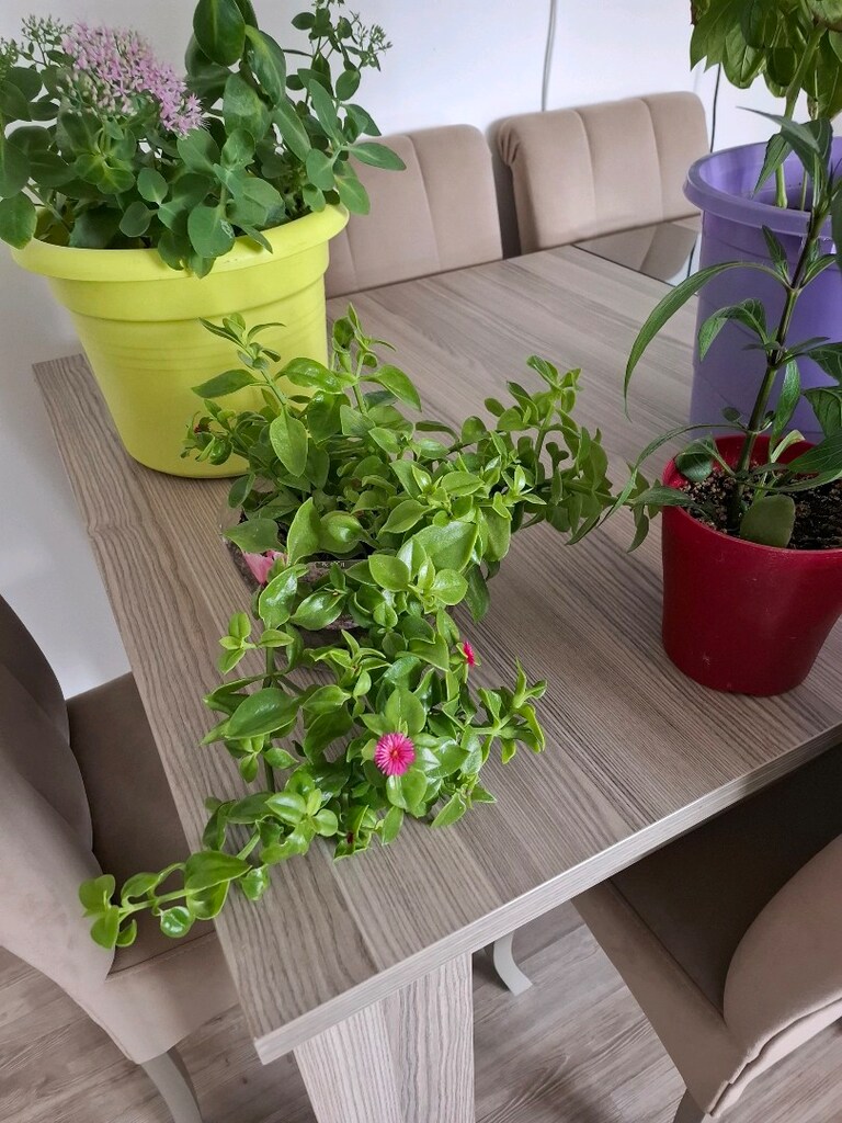 hepsi 550₺ canlı çiçekler - 14