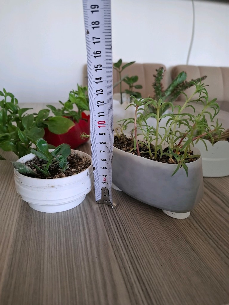 hepsi 100₺ 6 adet canlı çiçek - 3