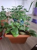 kalanşo çiçekleri ( Tanesi 250₺) - 3