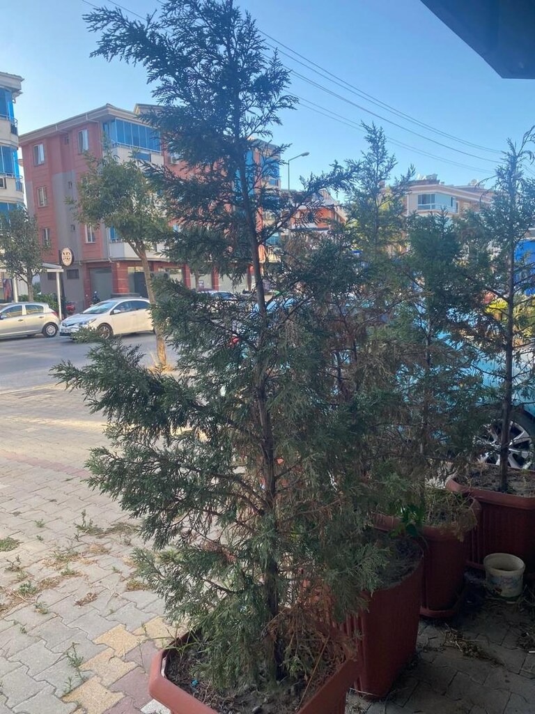 Leylandi Büyük Saksılı Ağaç - 3