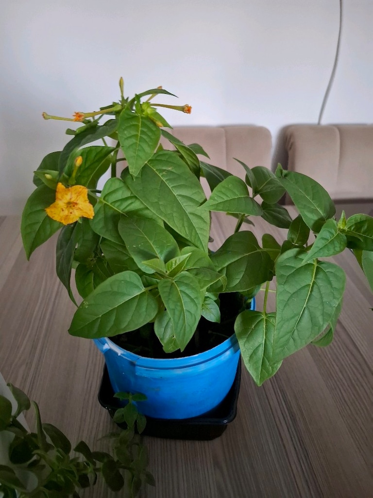 canlı çiçekler ( hepsi 350₺) - 5