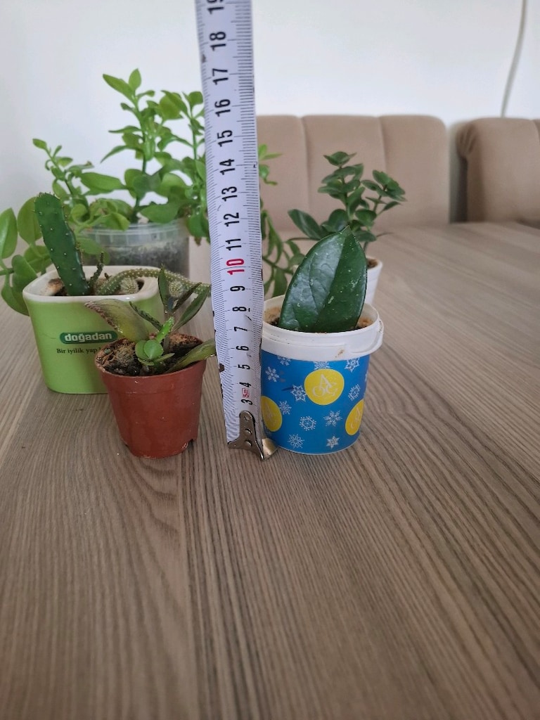mini kaplarda 5 farklı çiçek 100₺ - 2