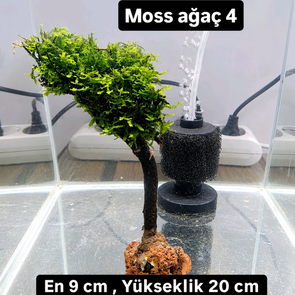 Mosslu ağaç çesitleri - 7