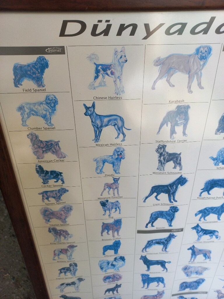 Tablo & Köpek Irkları - 5