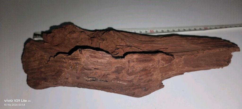 30 CM DOĞAL MANGROW KÖK - 3