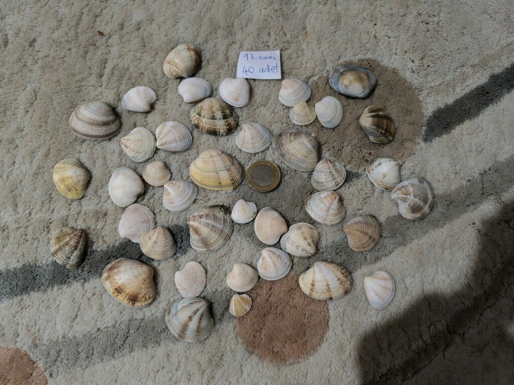 doğal Deniz kabukları - 15