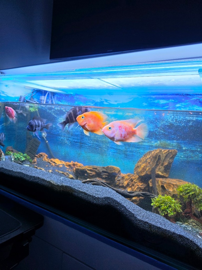 120x60 KOMPLE AKVARYUM SETİ – BALIKLAR DAHİL – 4 FRONTOZA + 4 PAPAĞA - 3