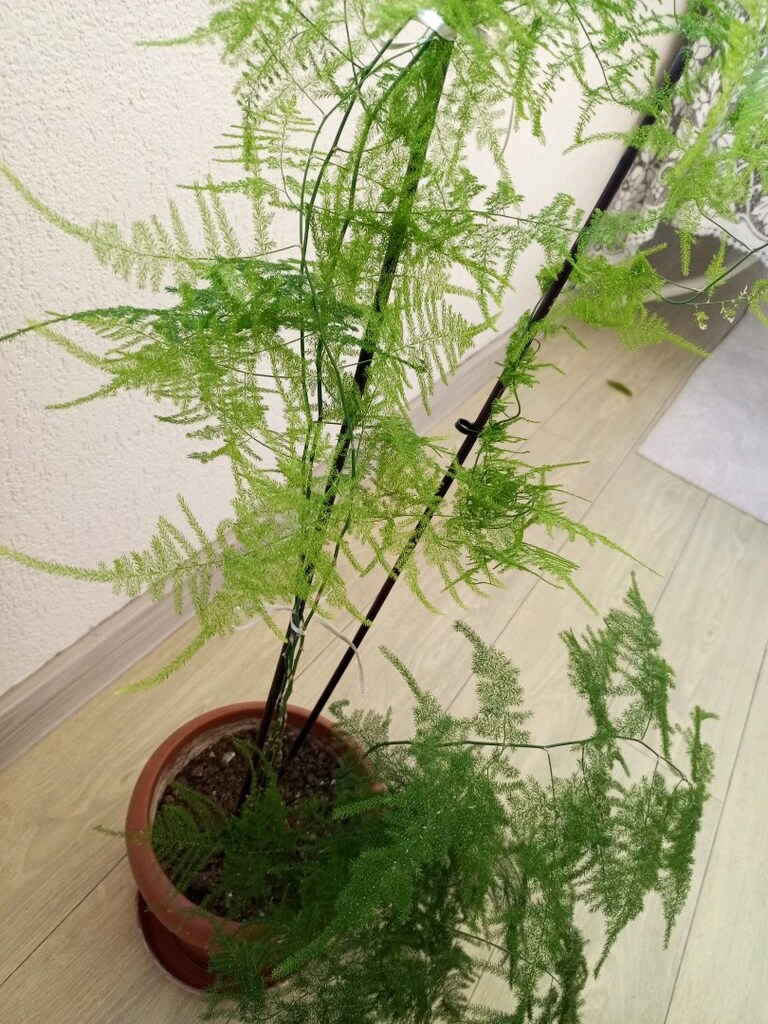kuş konmaz cıcegı - 2