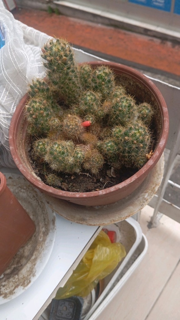 cicek - 10