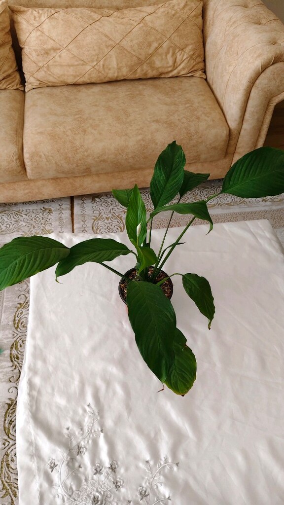 acil satlık solan çiçeyim - 4