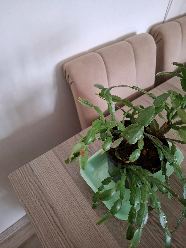 Canlı çiçekler ( tanesi 250₺) - 7