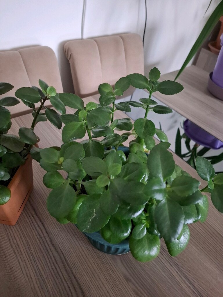 kalanşo çiçekleri ( Tanesi 250₺) - 4