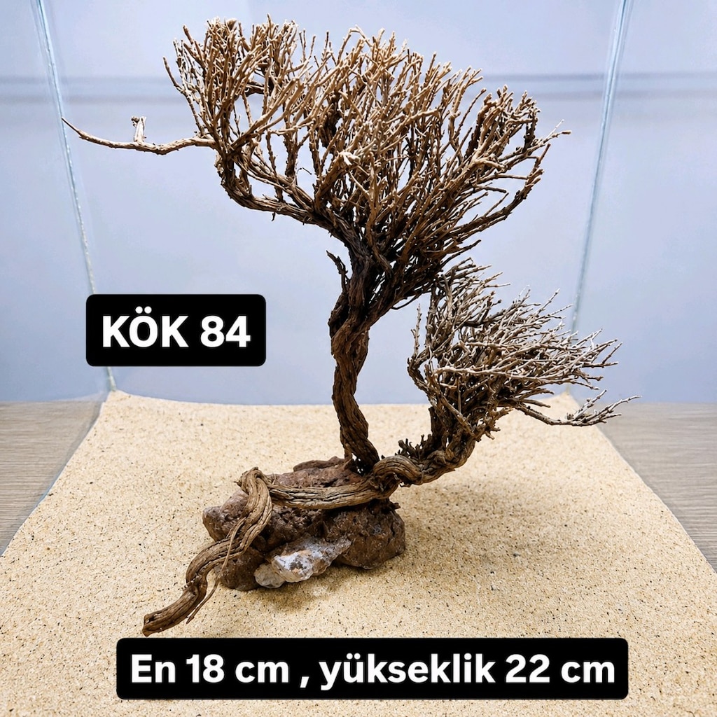 Moss ağaç çeşitleri - 2
