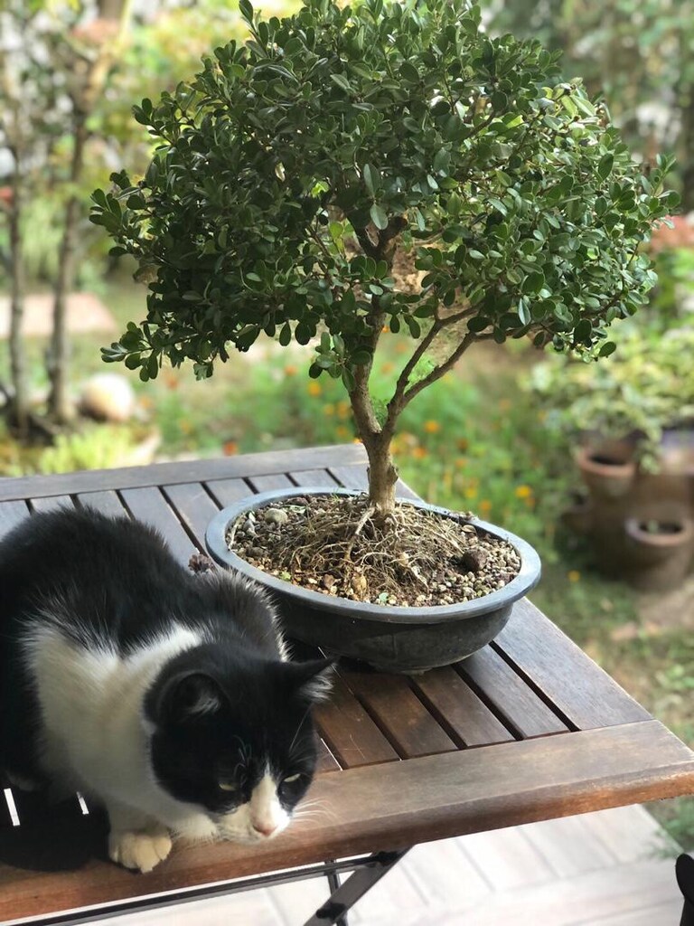 Bonsai Ağacı şimşir - 6