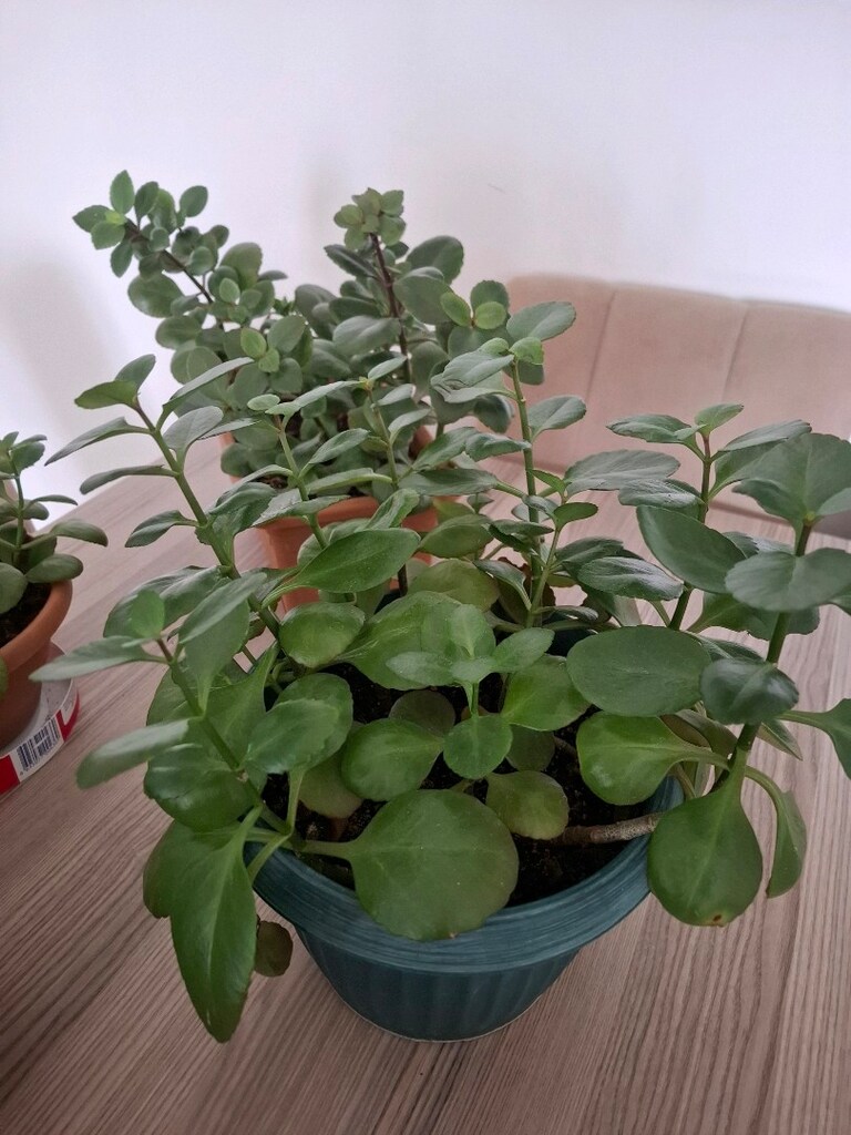 kalanşo çiçekleri ( Tanesi 250₺) - 5