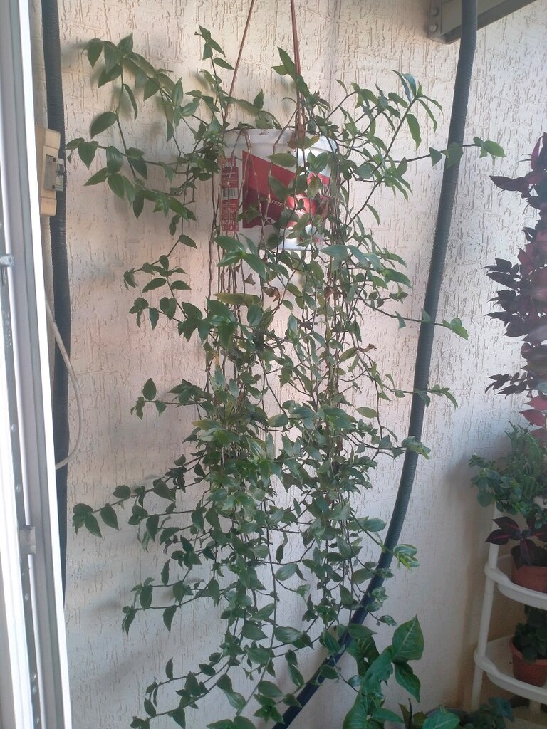 canlı çiçek - 2