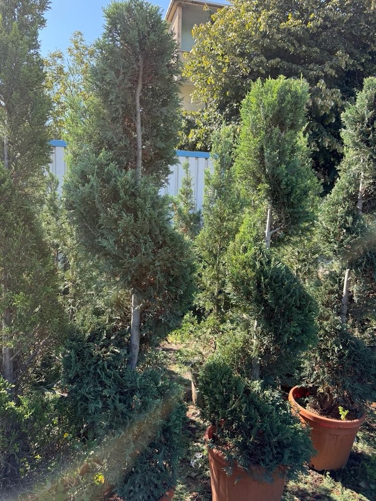 şekili leylandi çam - 2