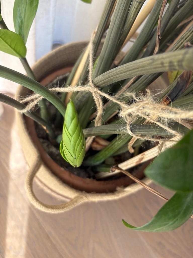 90 cm büyük boy zamia - zz - zeze çiçeği - yeni sürgünlü - 5