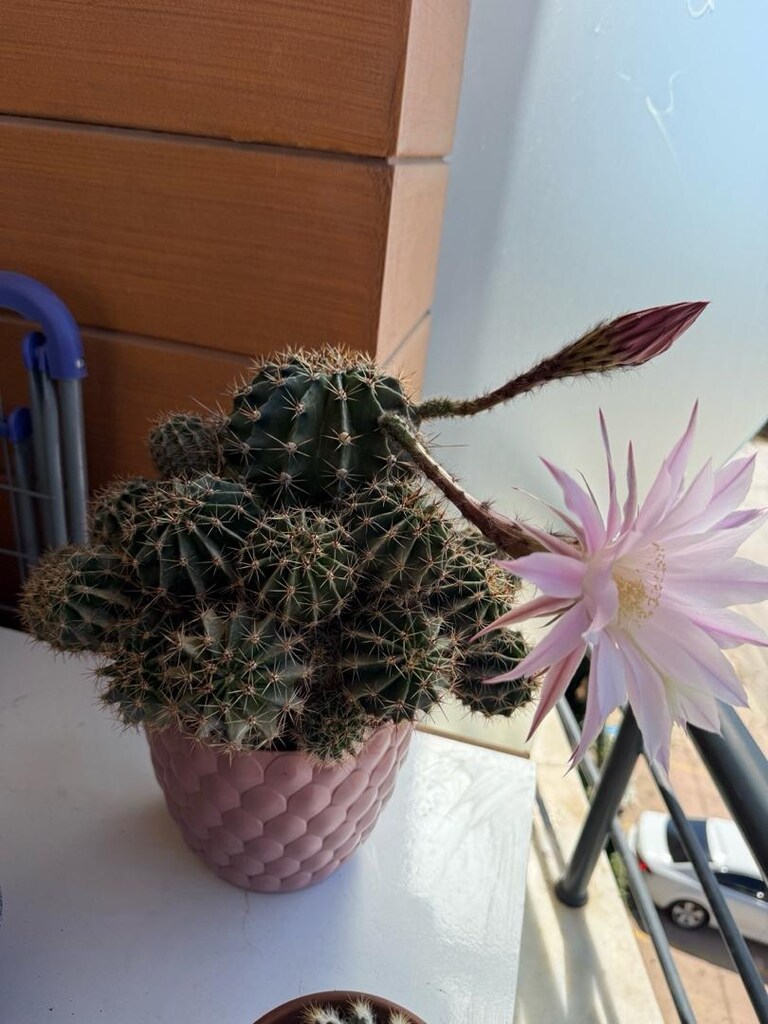 echinopsis kaktüs - 2