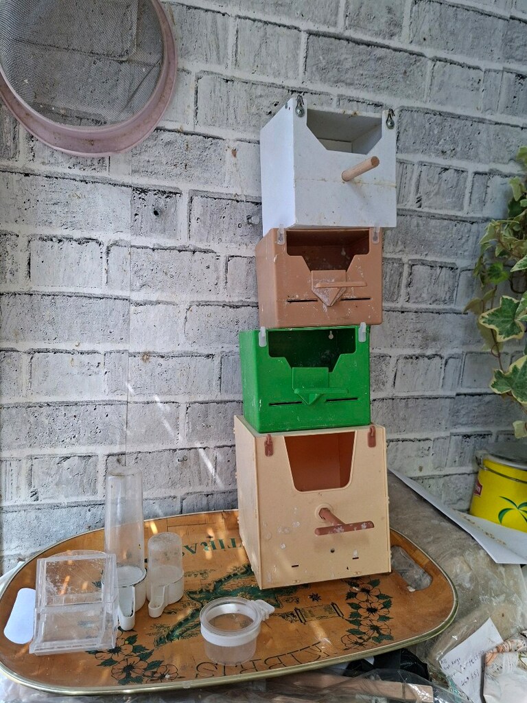 finch yuvalık - 2