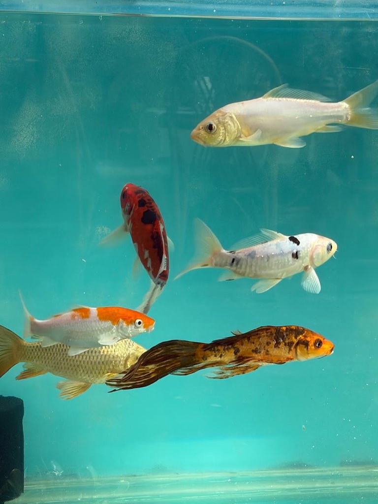 140cm akvaryum ve koi balıkları - 2
