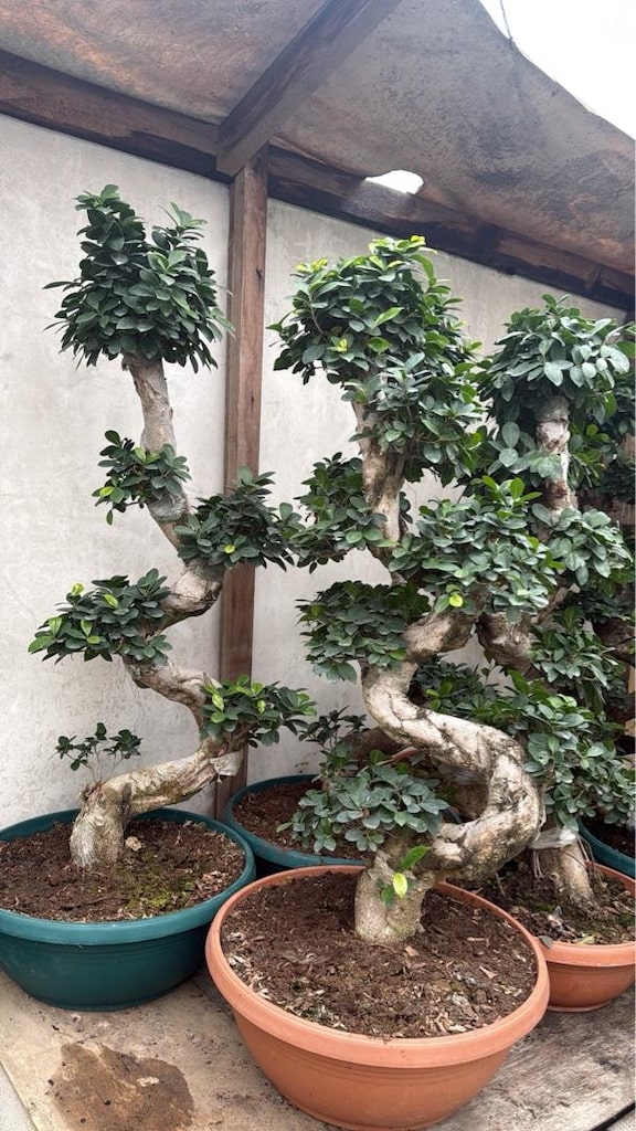 ficus bonsai bitkisi - 3
