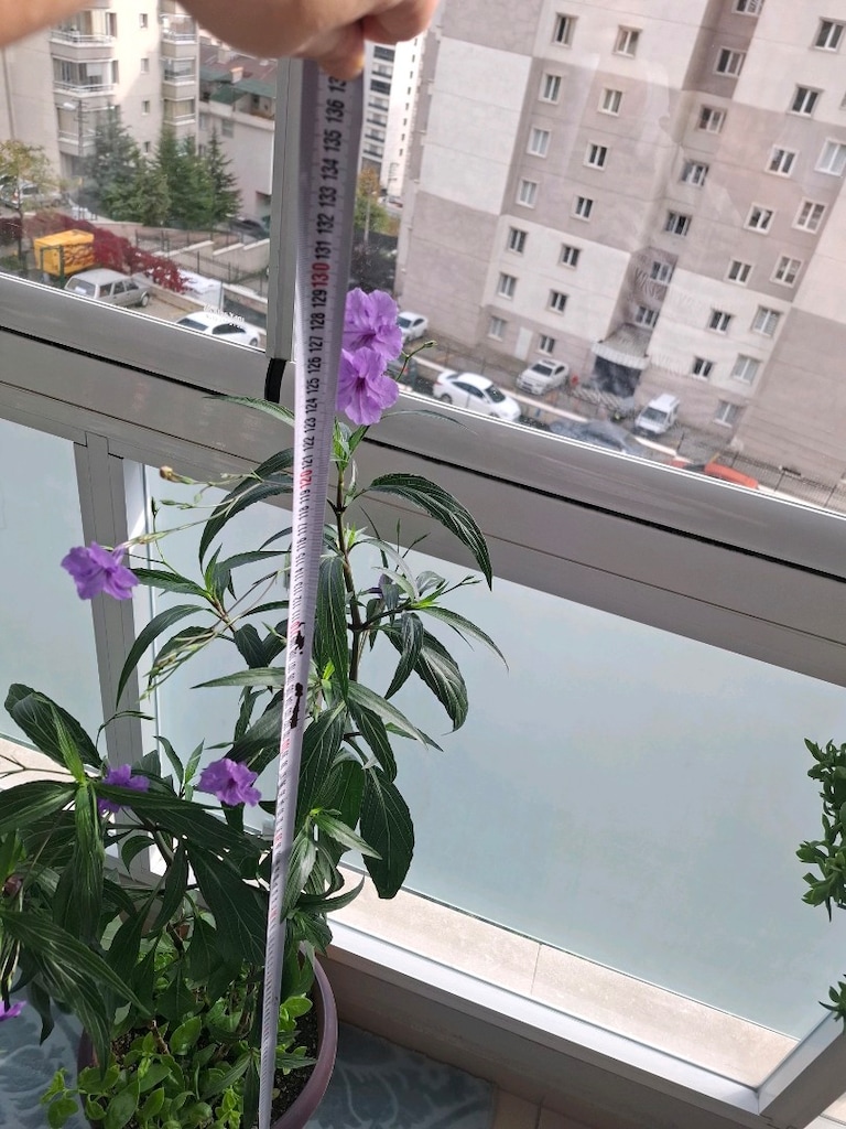 Mor Çiçekli Saksı Bitkisi - 3