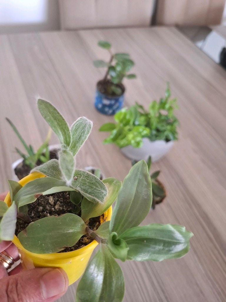 Hepsi 100₺ 6 adet canlı çiçek - 9