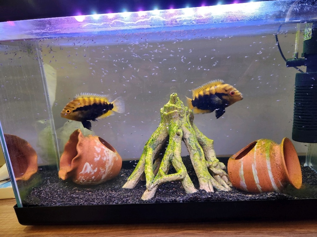 50 cm ful set Akvaryum
