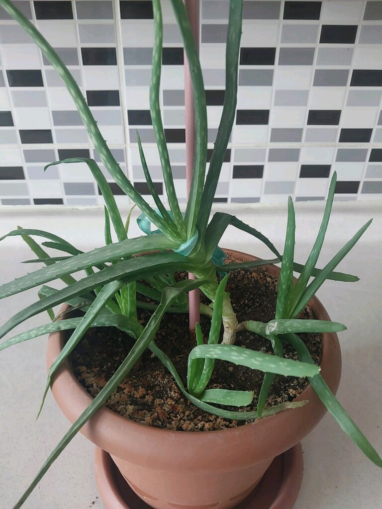 Aloe Vera - 5