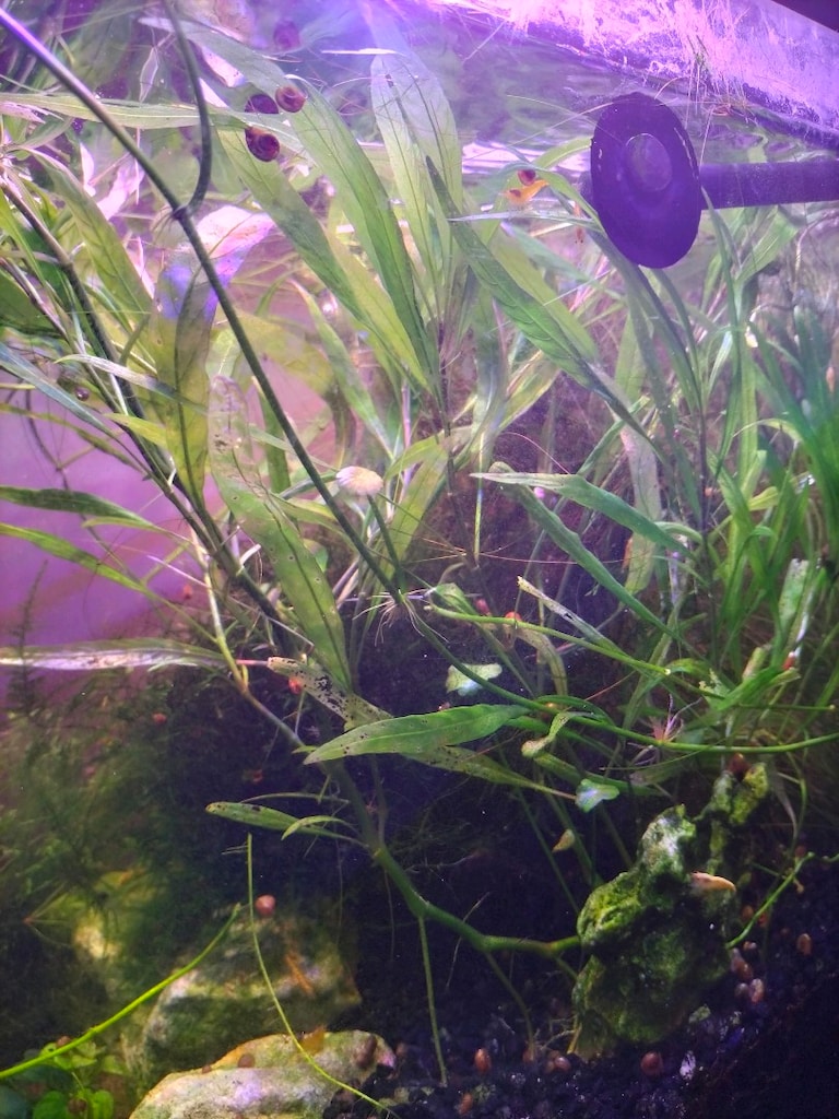hygrophila salici - 4