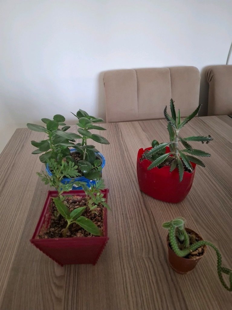 4 farklı canlı çiçek 100₺ - 2