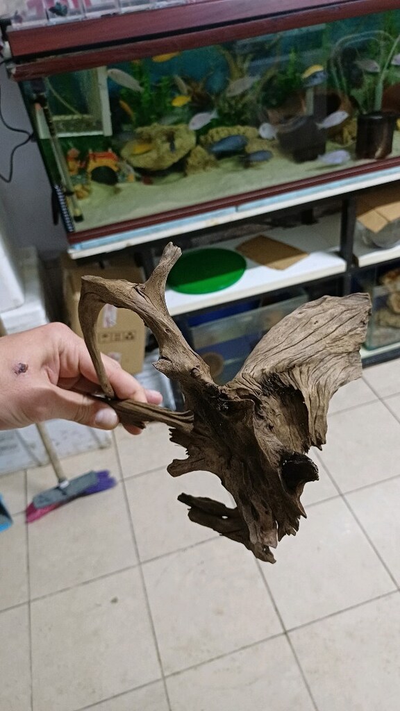 mangrow koku - 6