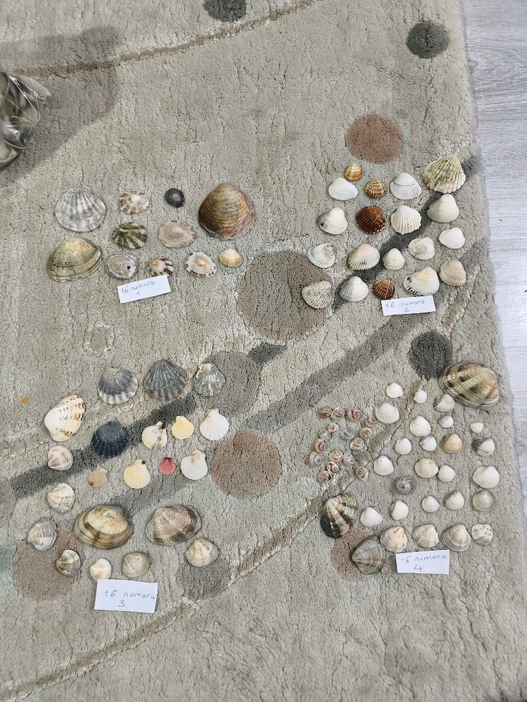 doğal Deniz kabukları - 17