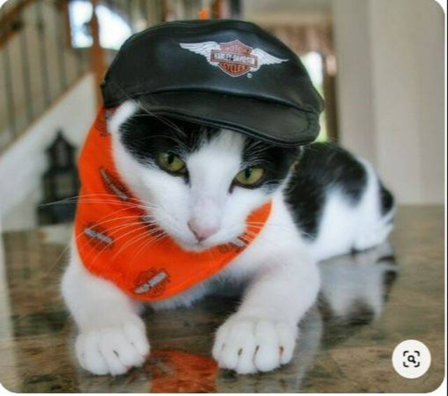 HARLEY DAVIDSON KEDİ, KÜÇÜK KÖPEK ŞAPKASI ORİJİNAL LİSANSLI ÜRÜN