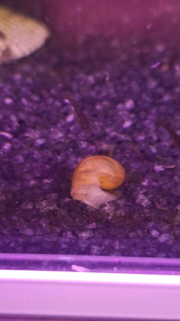 !! KAMPANYA !! 2 Adet Elma Salyangozu (1-3 cm)